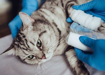 Cat — General Surgery For Animals in Assonet, MA