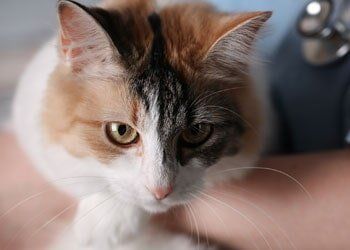 White and Orange Color Cat — Dog And Cat Clinic in Assonet, MA