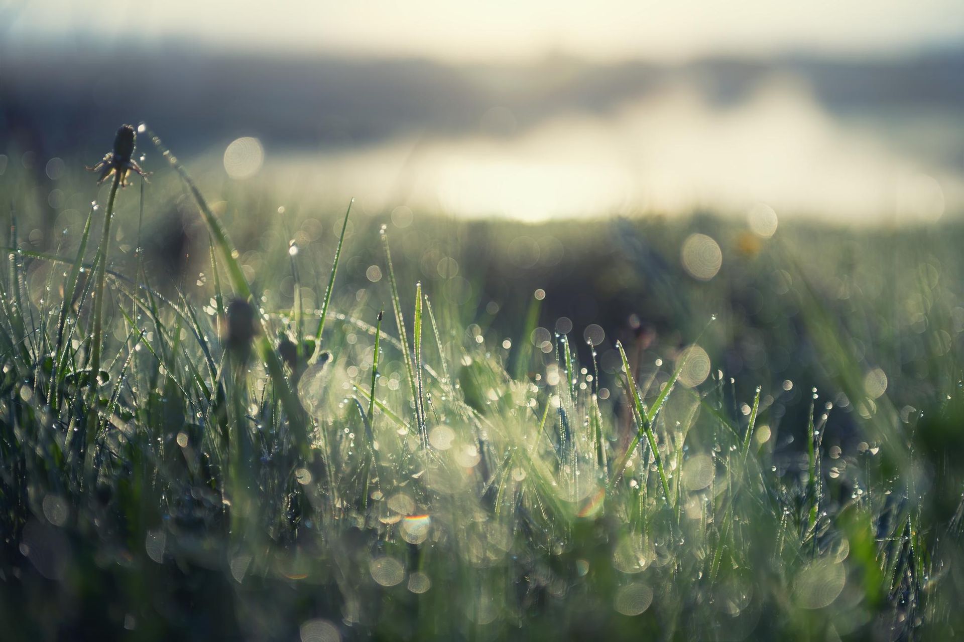 A close up of a field of grass with water drops on it.