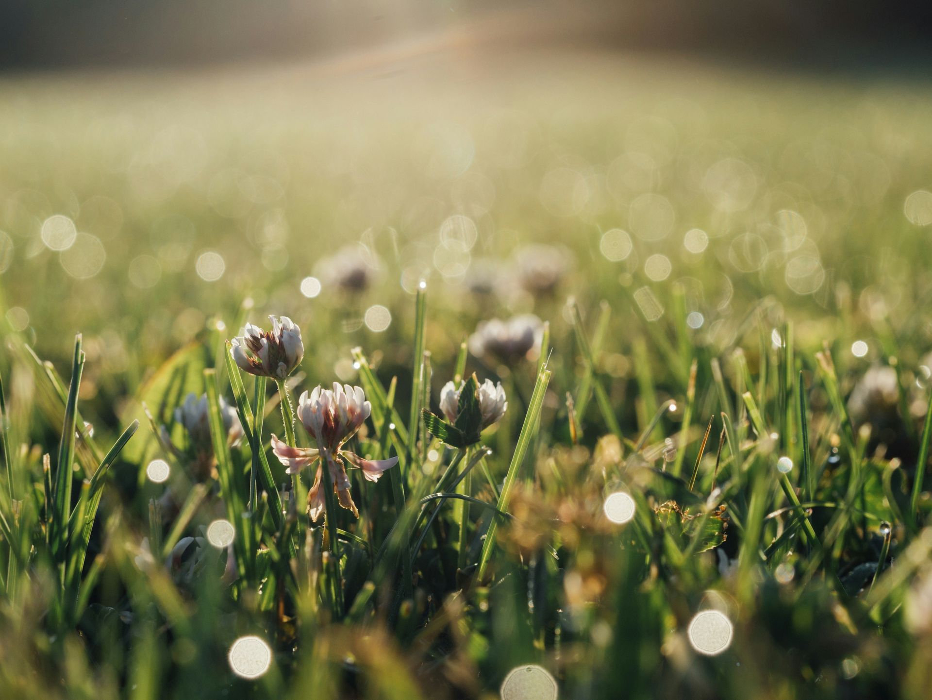 A close up of a field of grass with water drops on it.