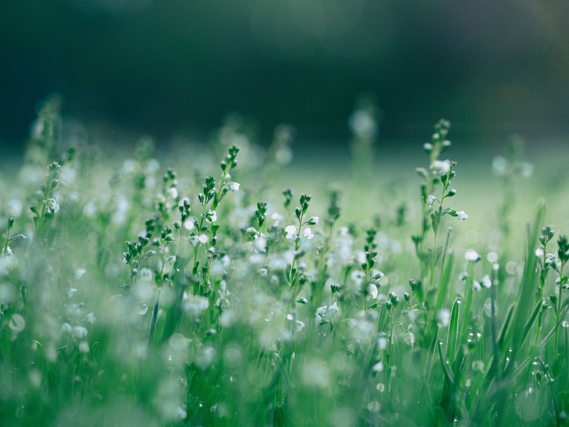 A close up of a field of grass with water drops on it.
