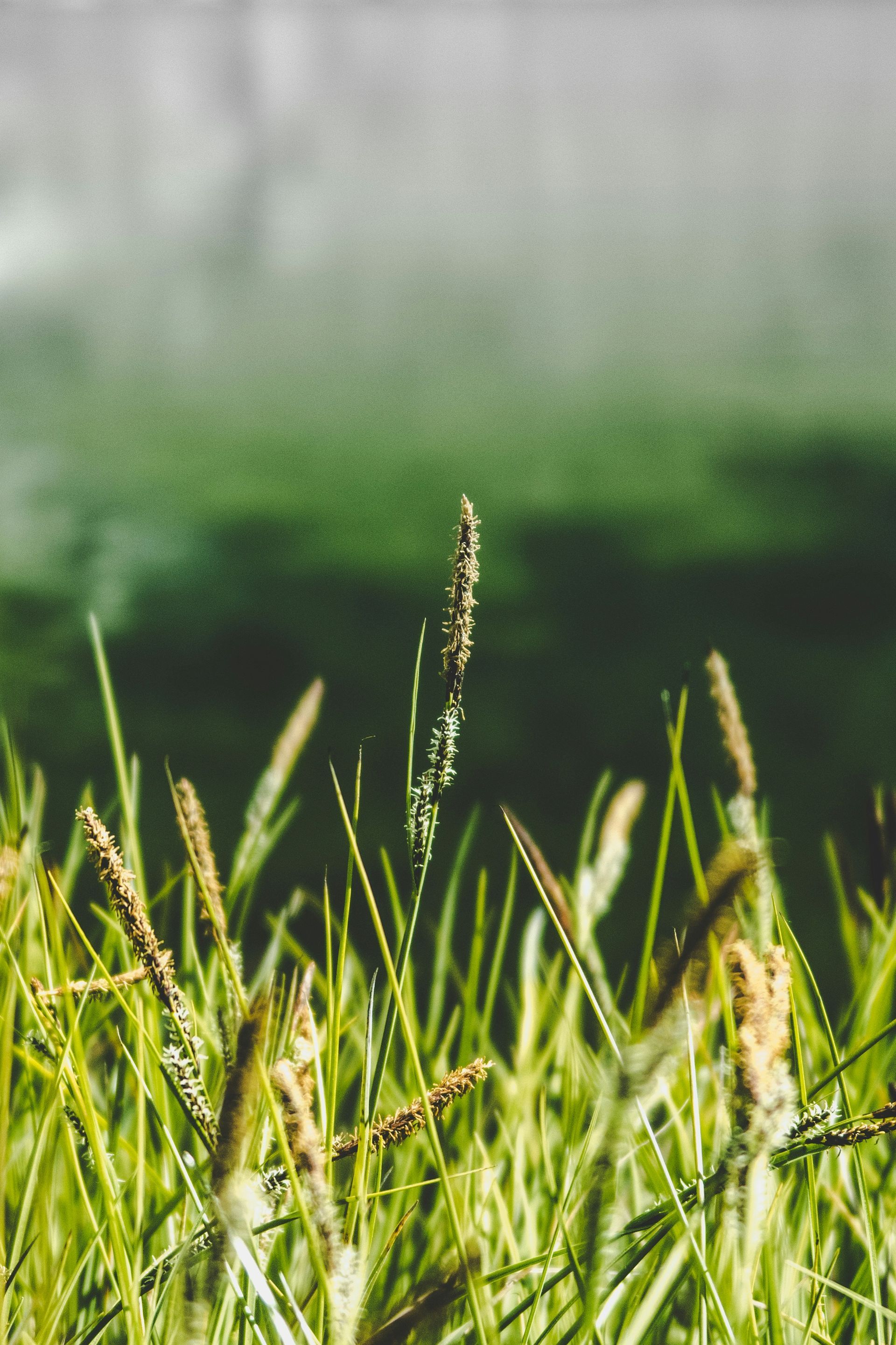 A close up of a field of grass with water drops on it.