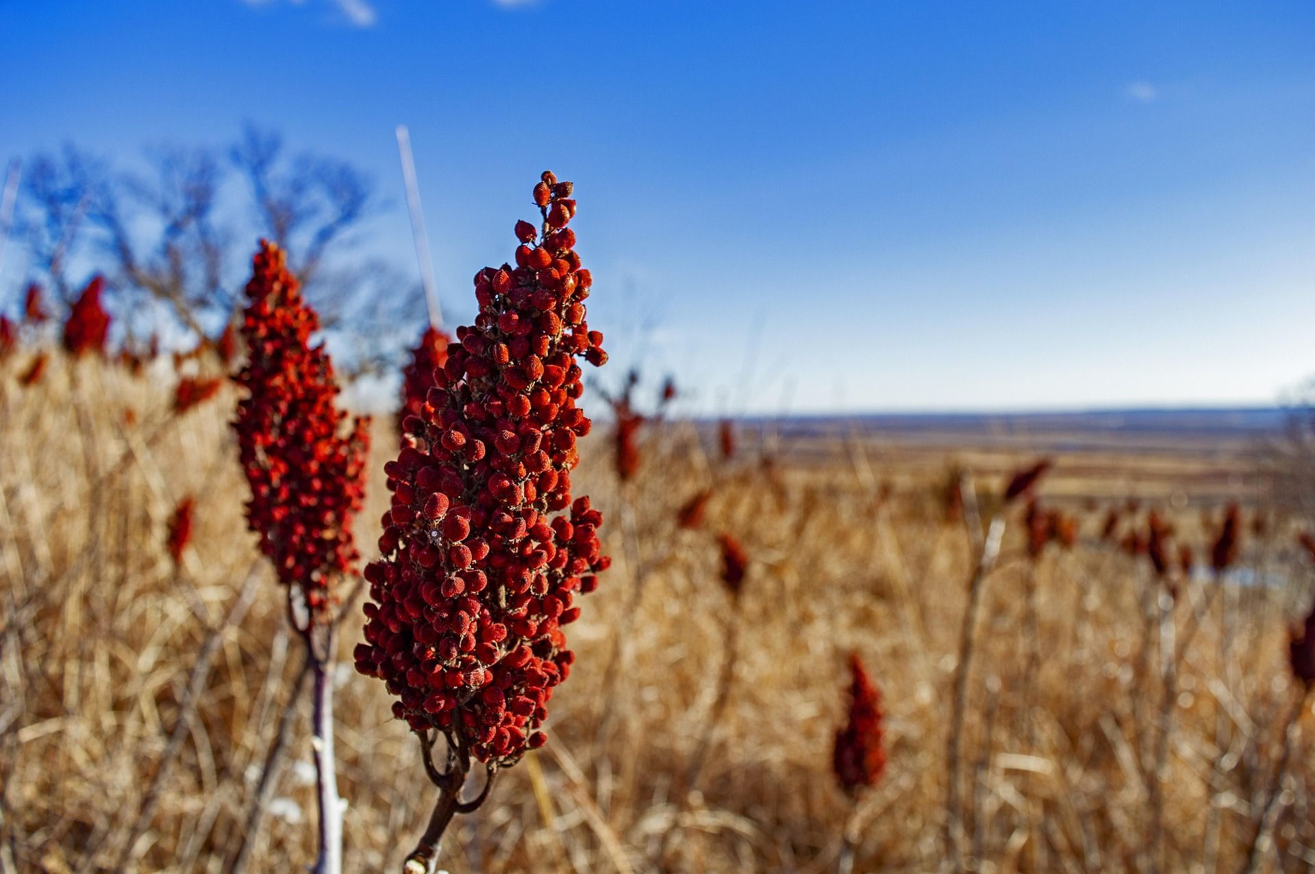 A close up of a red flower in a field with a blue sky in the background.