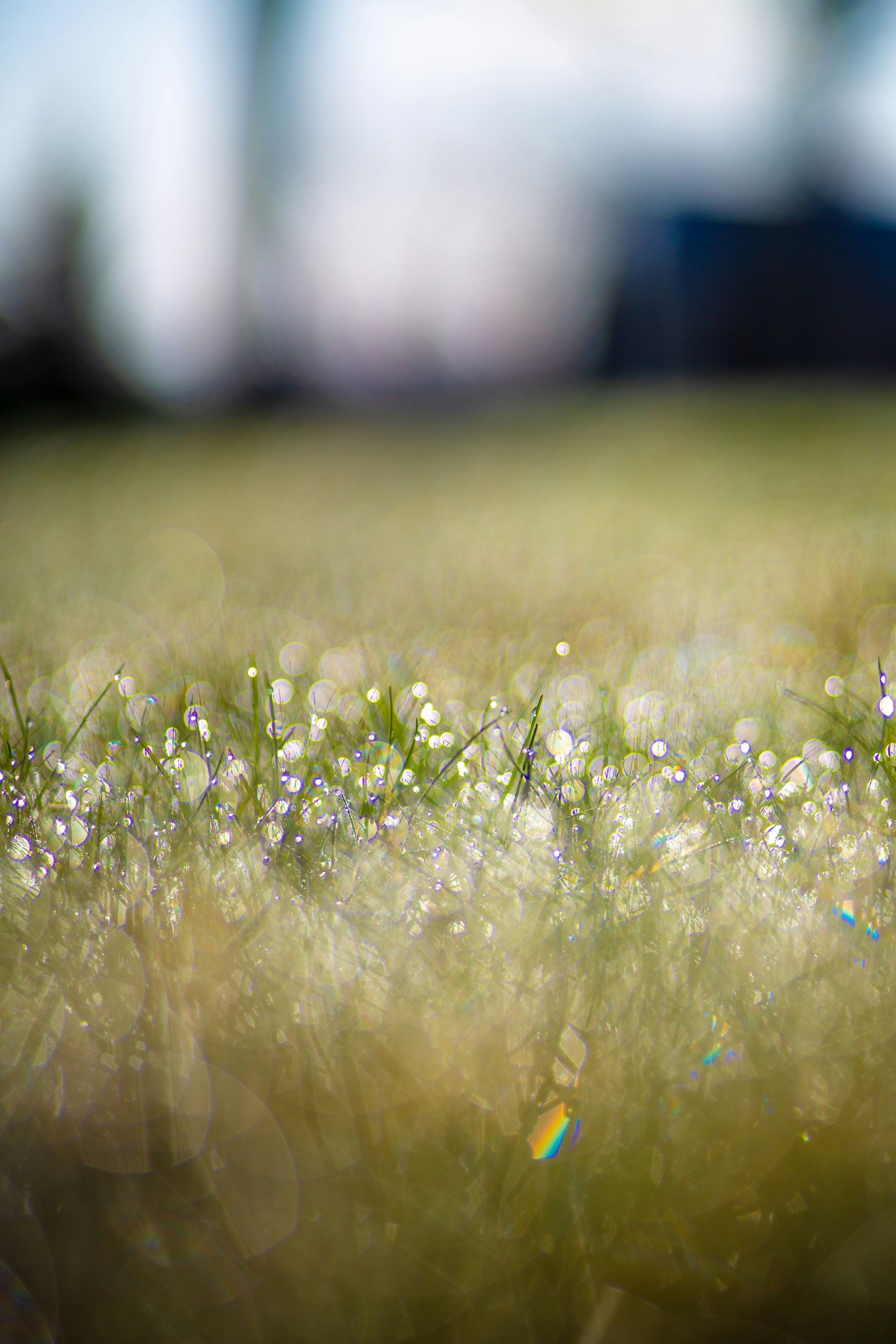 A close up of a field of grass with water drops on it.
