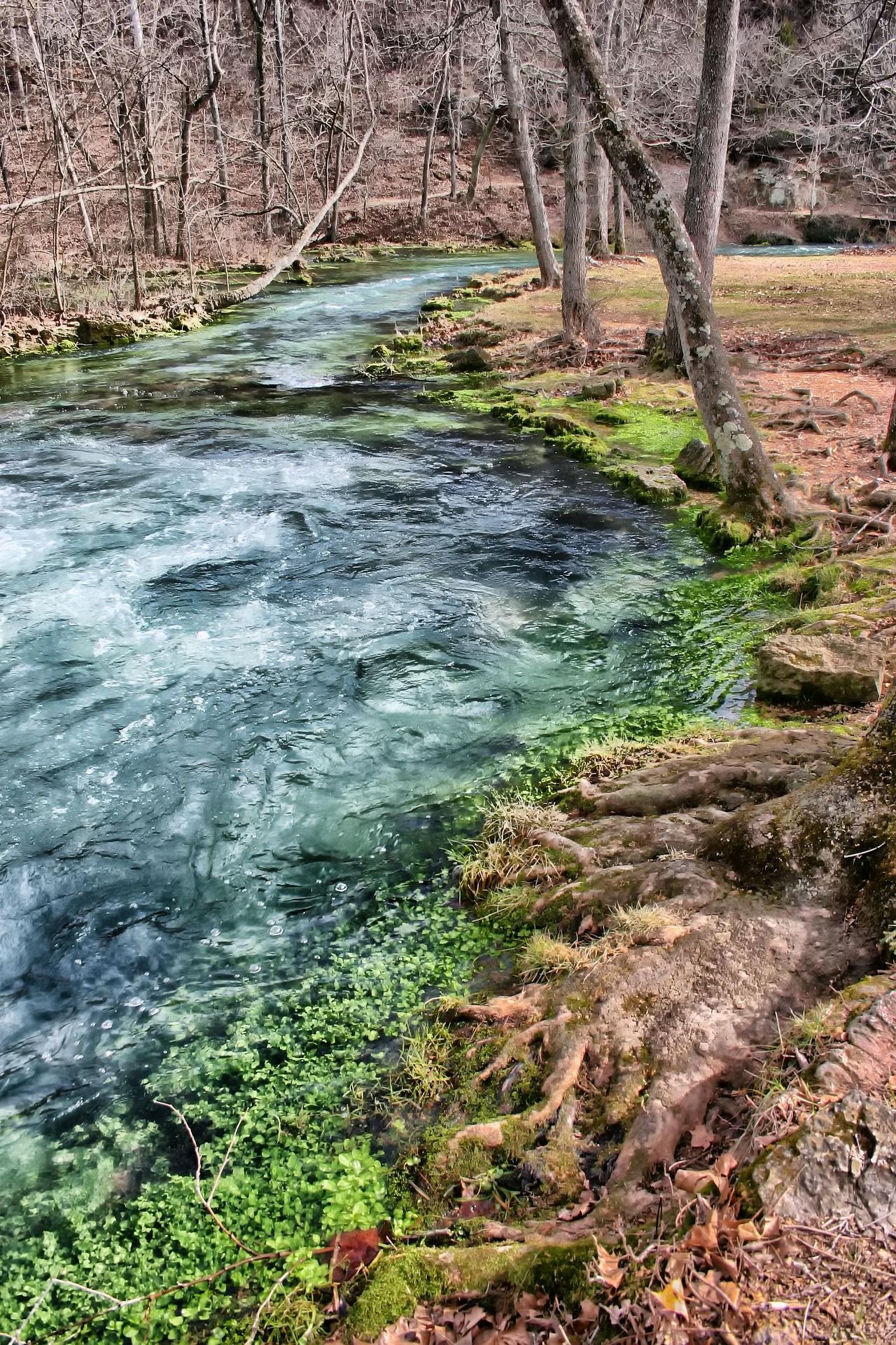 A river flowing through a forest surrounded by trees and moss.