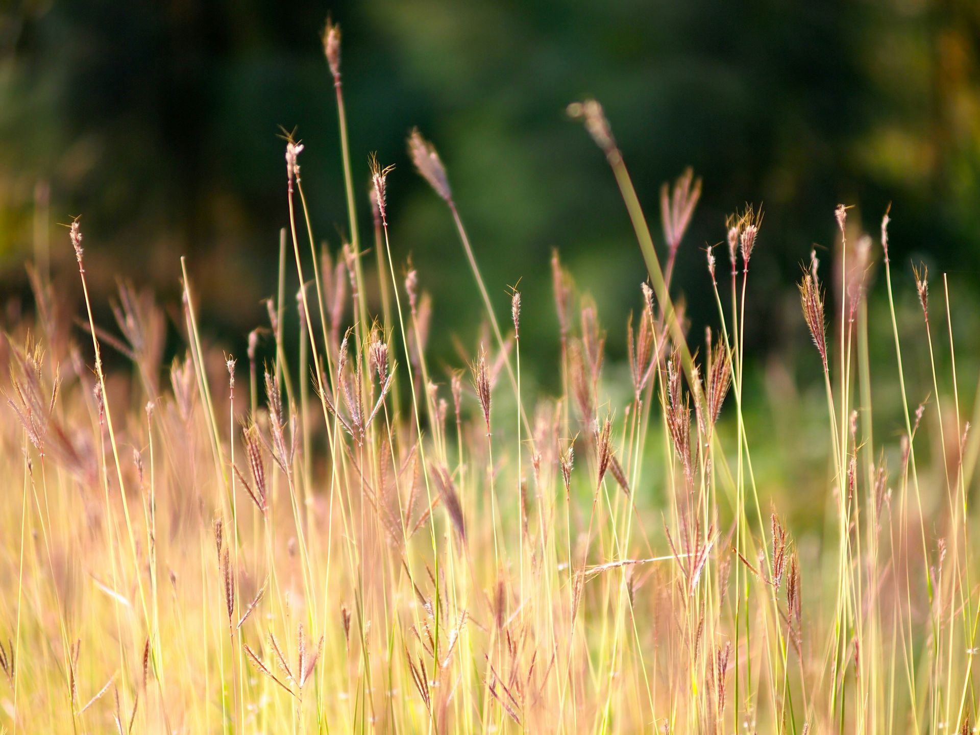 A close up of a field of grass with water drops on it.