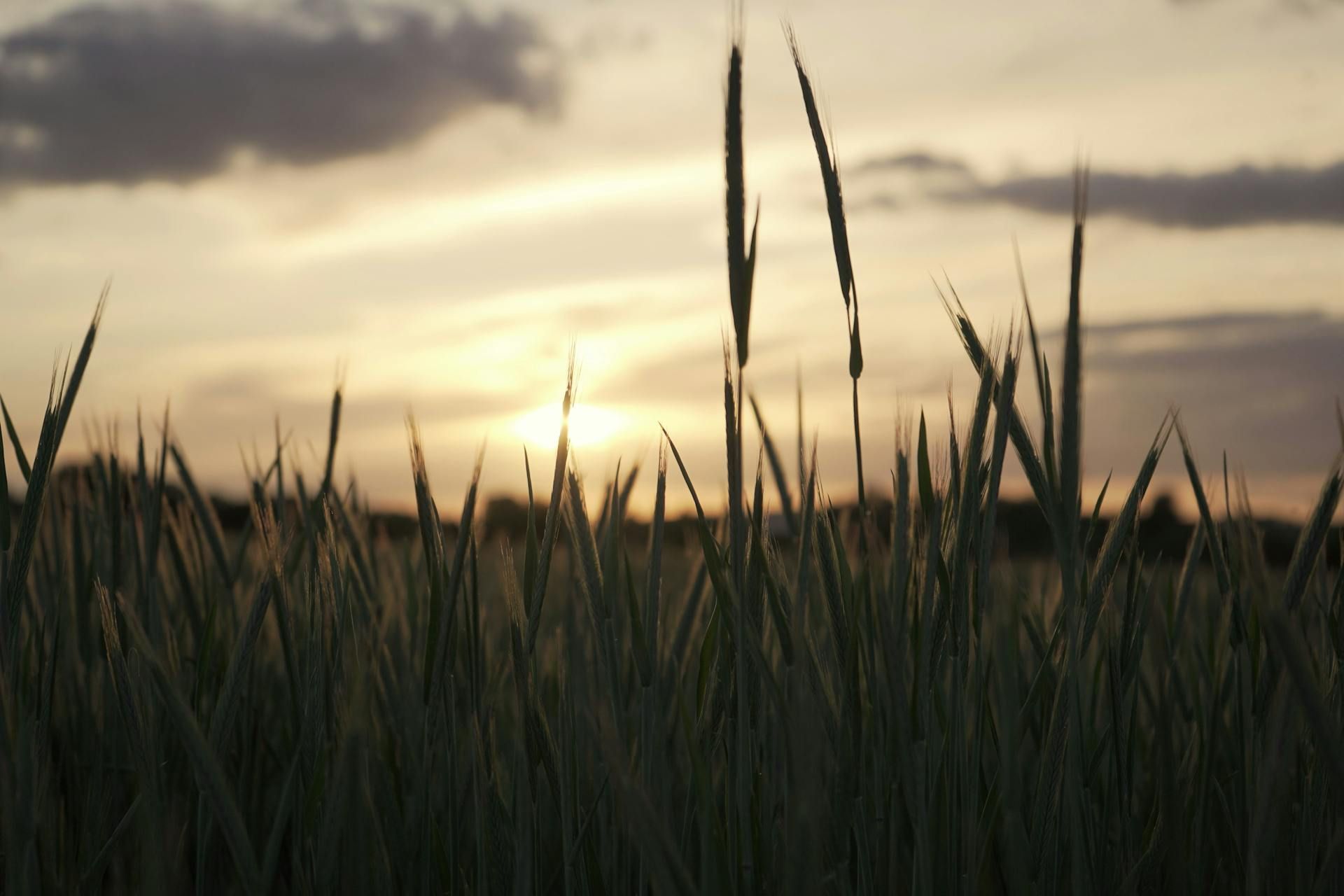 A field of tall grass with a sunset in the background