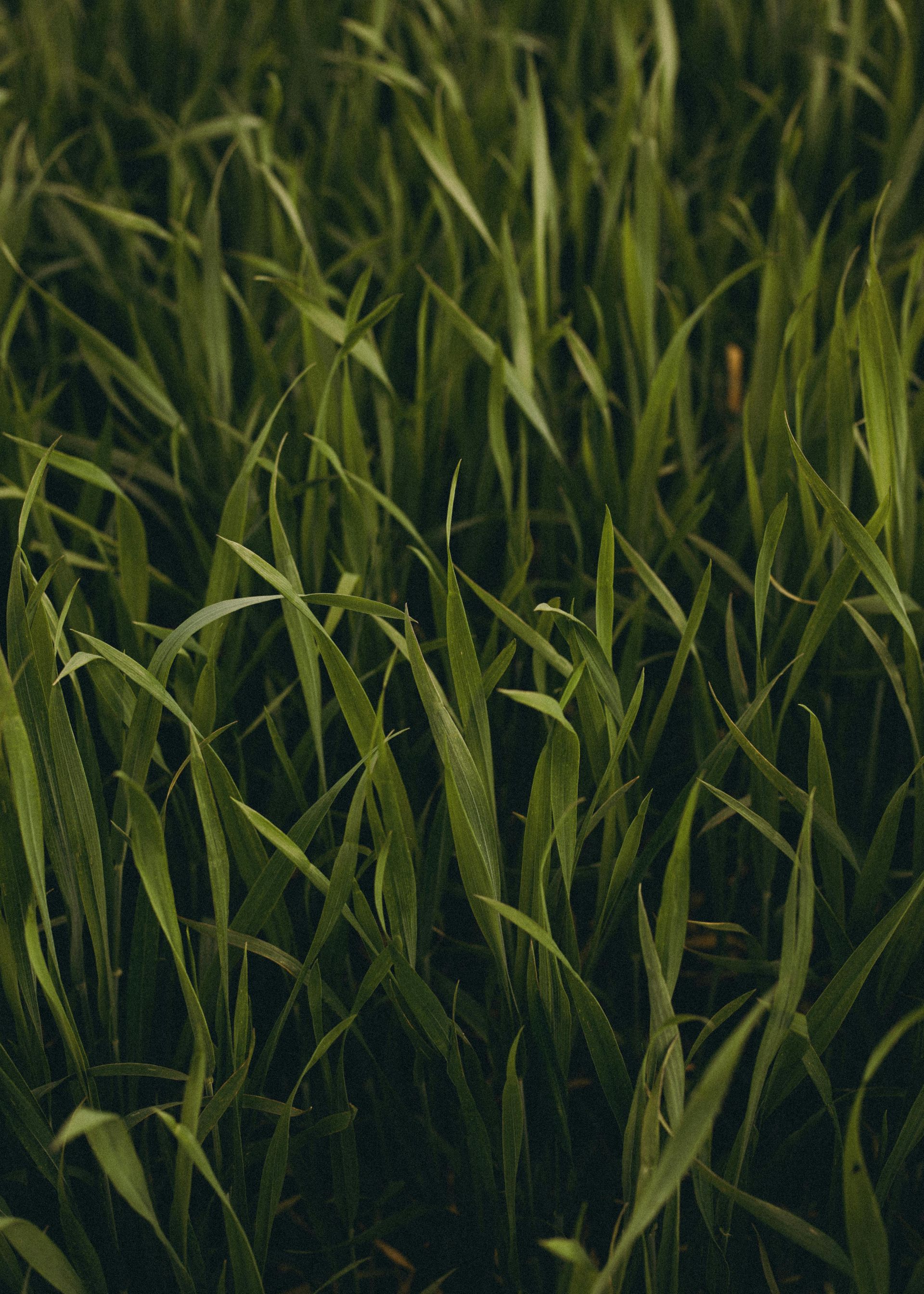 A close up of a field of grass with water drops on it.