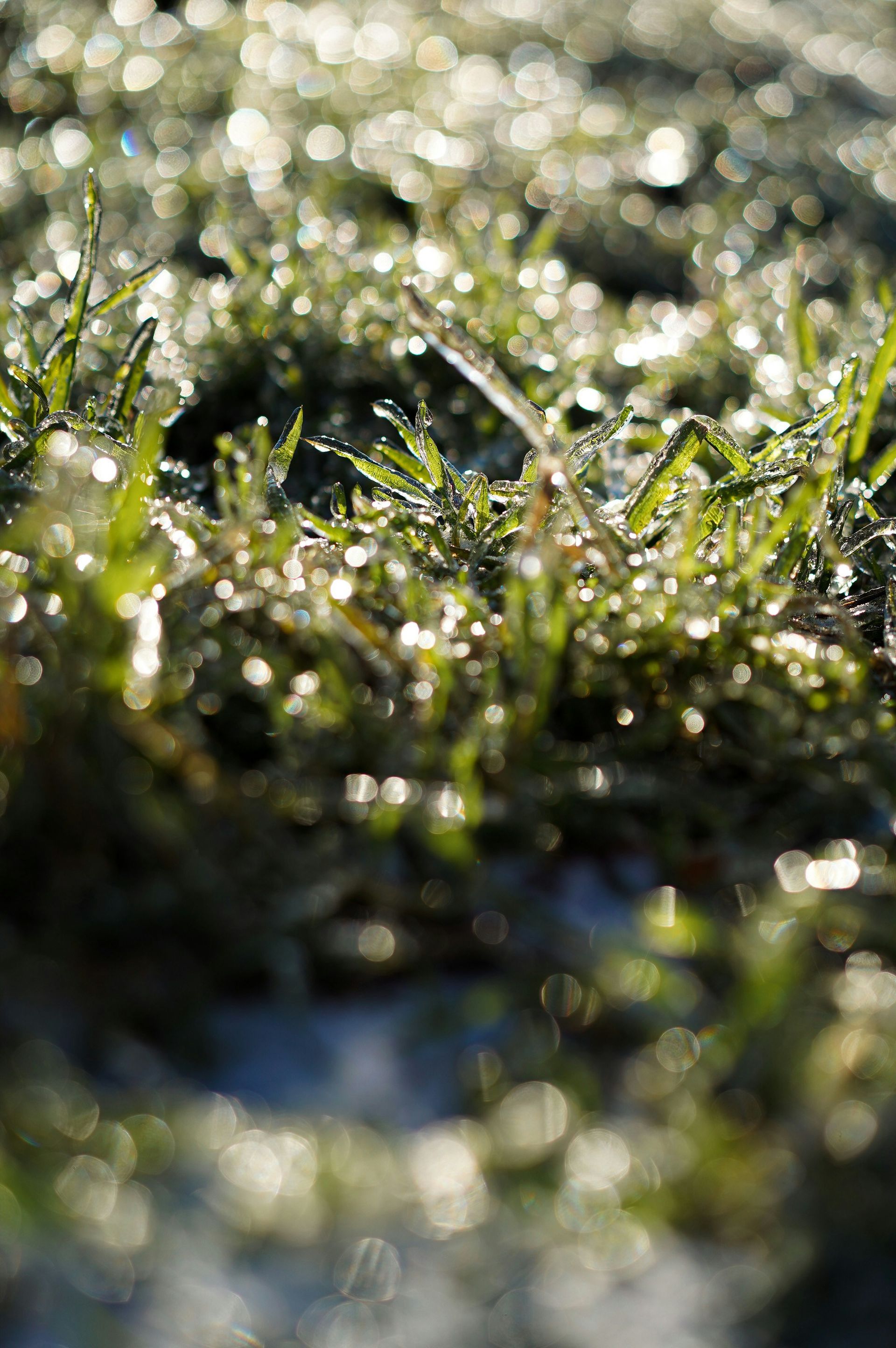 A close up of a field of grass with water drops on it.