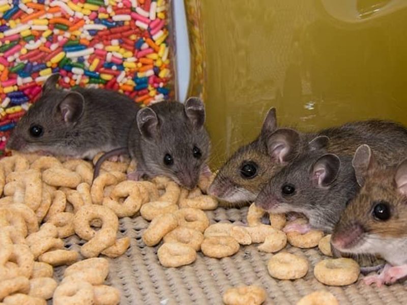 Grauzējiem | SIA PETAFFINITES | Veterinārā aptieka un zooveikals Zooķepas