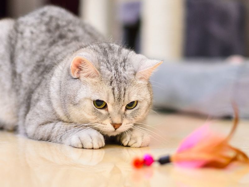 Kaķiem | SIA PETAFFINITES | Veterinārā aptieka un zooveikals Zooķepas