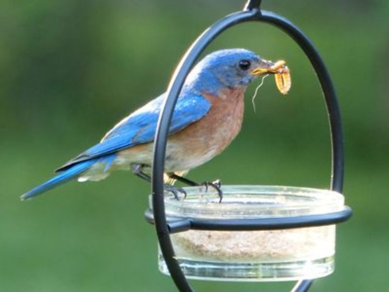 Putniem | SIA PETAFFINITES | Veterinārā aptieka un zooveikals Zooķepas