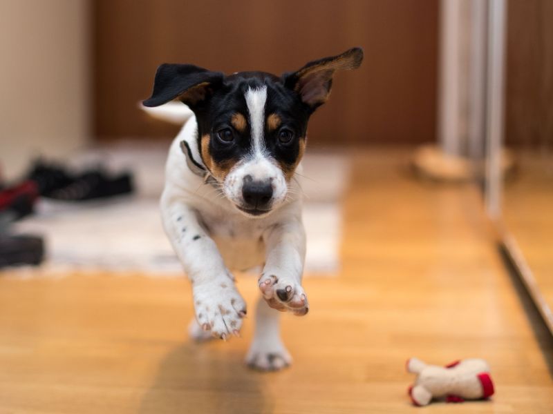 Suņiem | SIA PETAFFINITES | Veterinārā aptieka un zooveikals Zooķepas