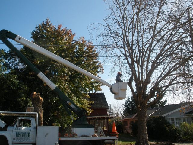 Tree Service Santa Cruz CA Riccabona s Landscape Tree