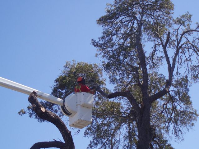 Tree Service Santa Cruz CA Riccabona s Landscape Tree