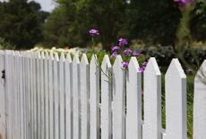 White picket fence with small purple flowers growing over the top.