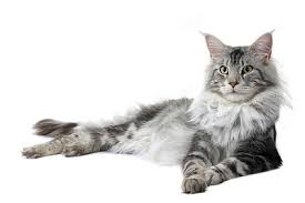 Le Chat Maine Coon