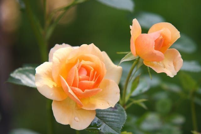 Two peach roses in bloom bring a soft and comforting touch to cremation services Grand Prairie, TX