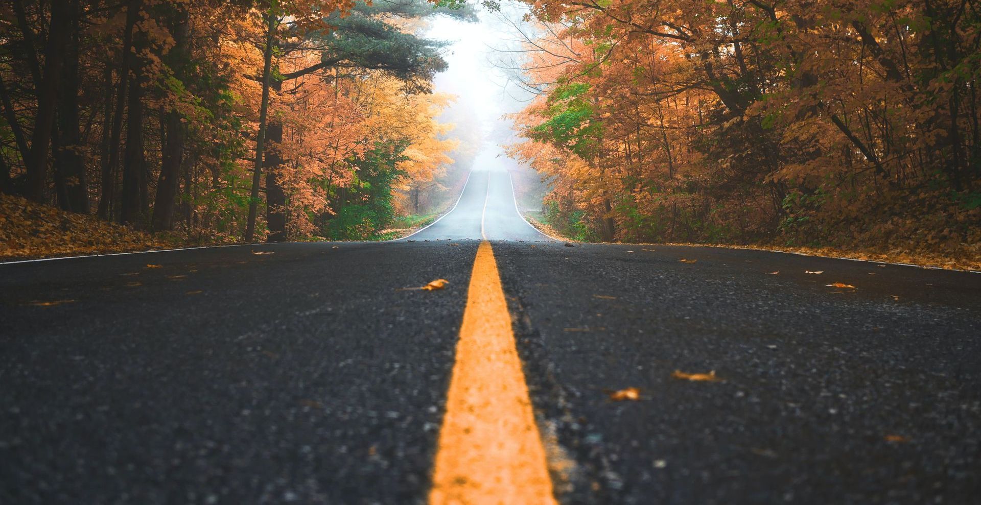 a road in the woods