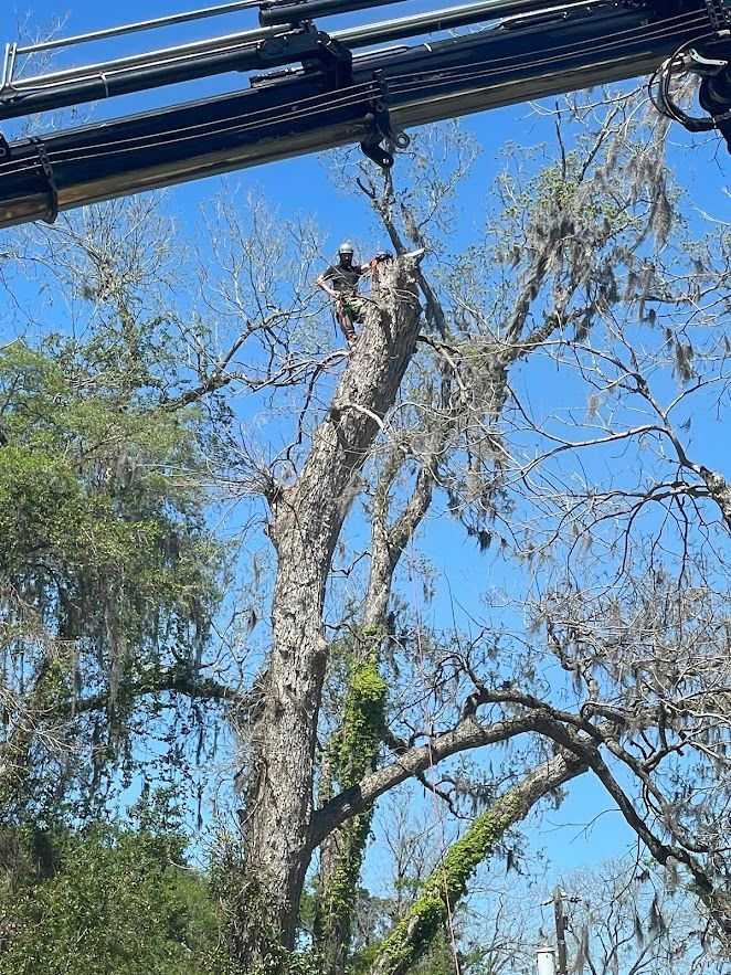 A large tree is being cut down by a crane.