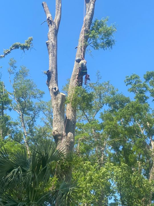 A truck with a crane attached to it is cutting a tree.