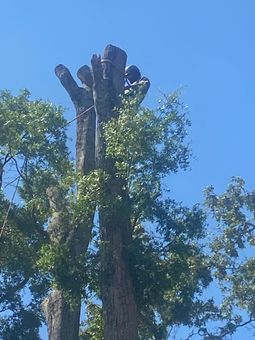 A crane is lifting a tree branch from the roof of a building