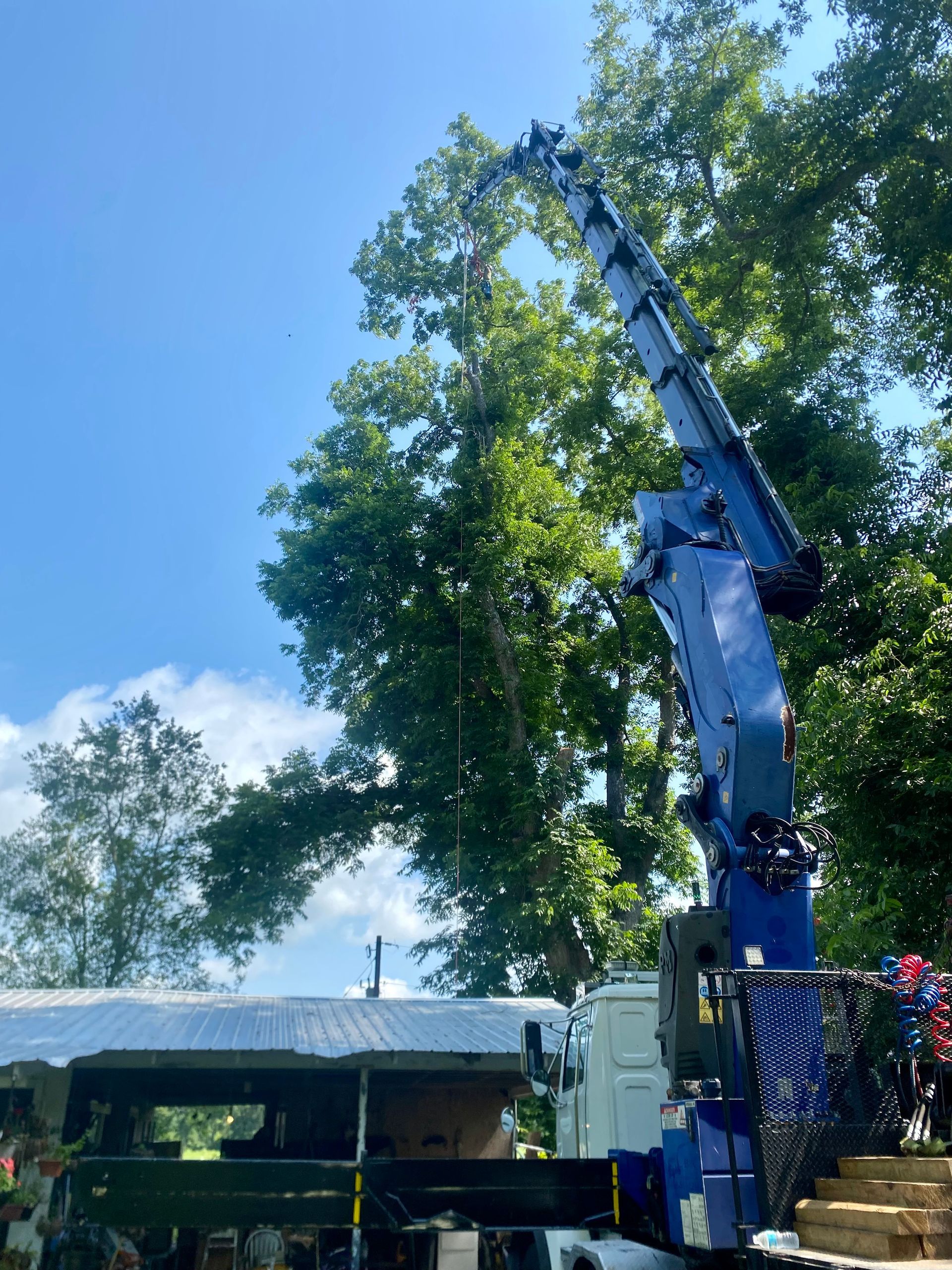 A crane is lifting a tree in a yard.