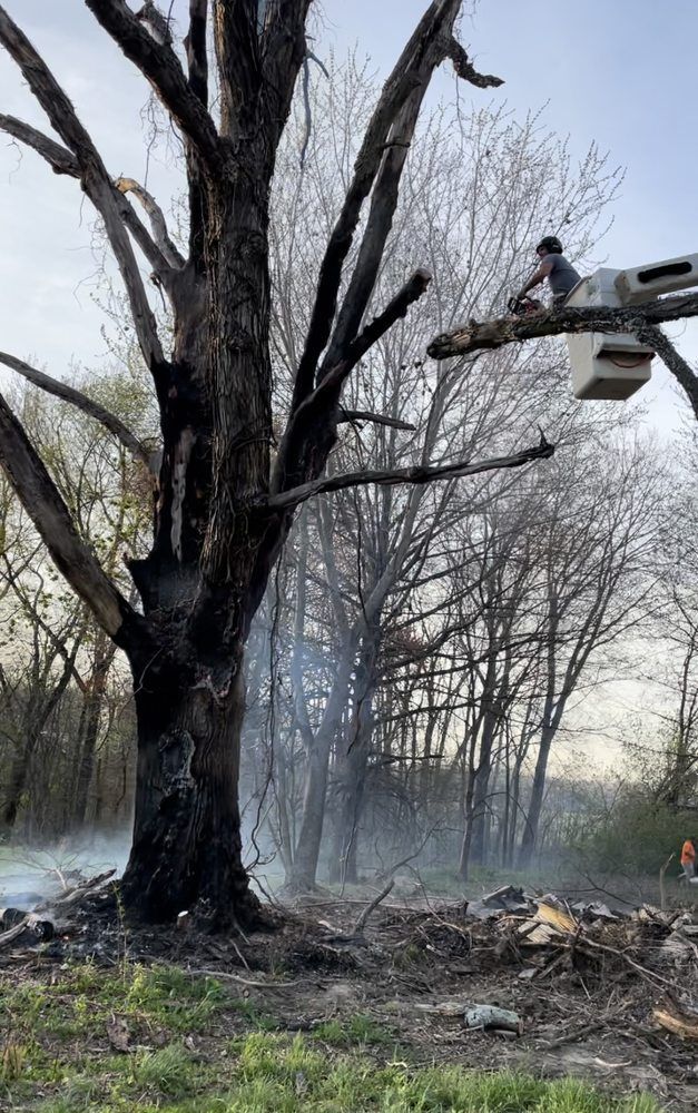 A man in a bucket is cutting a tree in a forest.