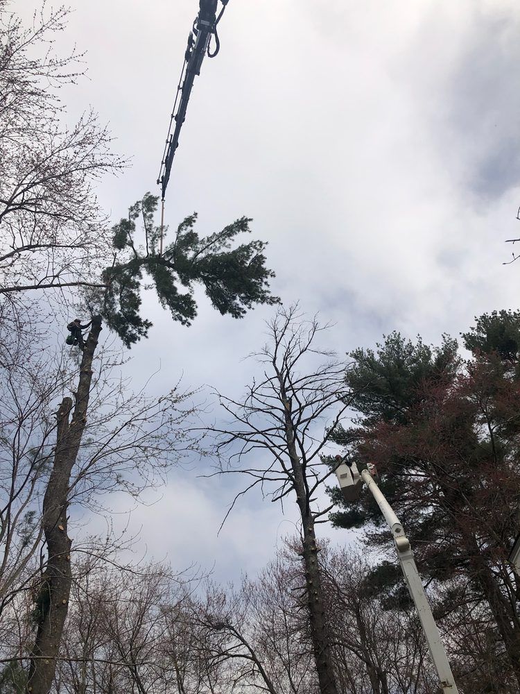A tree is being cut down by a crane in a forest.