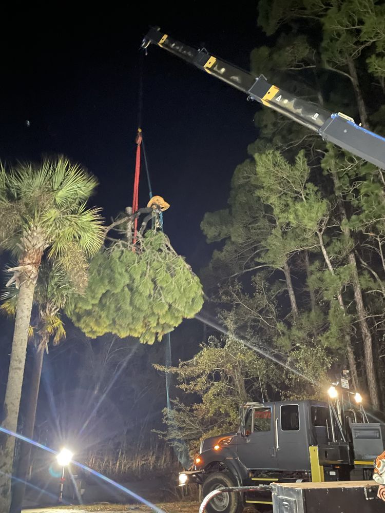 A large christmas tree is being lifted by a crane at night.