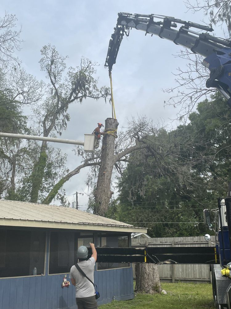 A man is taking a picture of a tree being cut down by a crane.