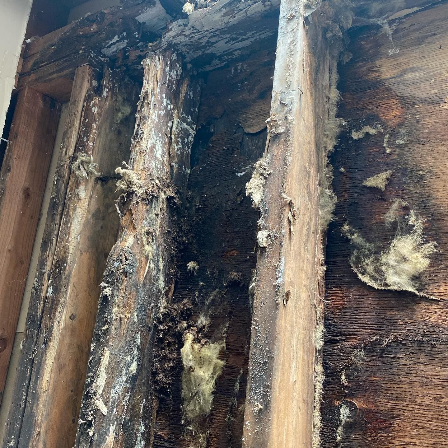 Rotting wood and insulation in a wall cavity, with dark discoloration from water damage.