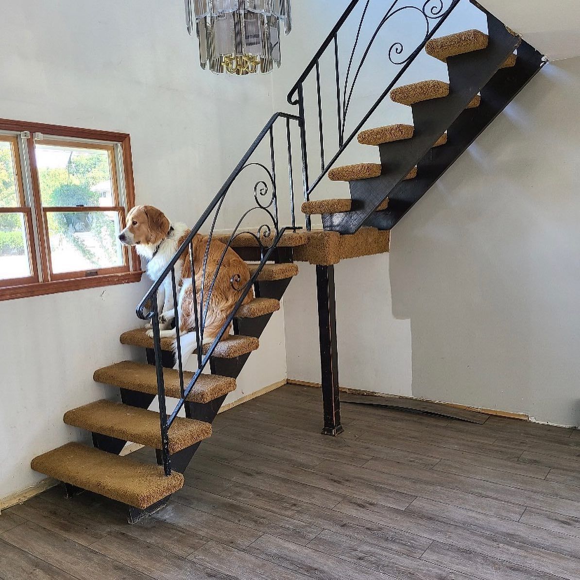 Dog looking out a window on a staircase. Brown dog, brown carpeted steps, metal railing, hardwood floor.