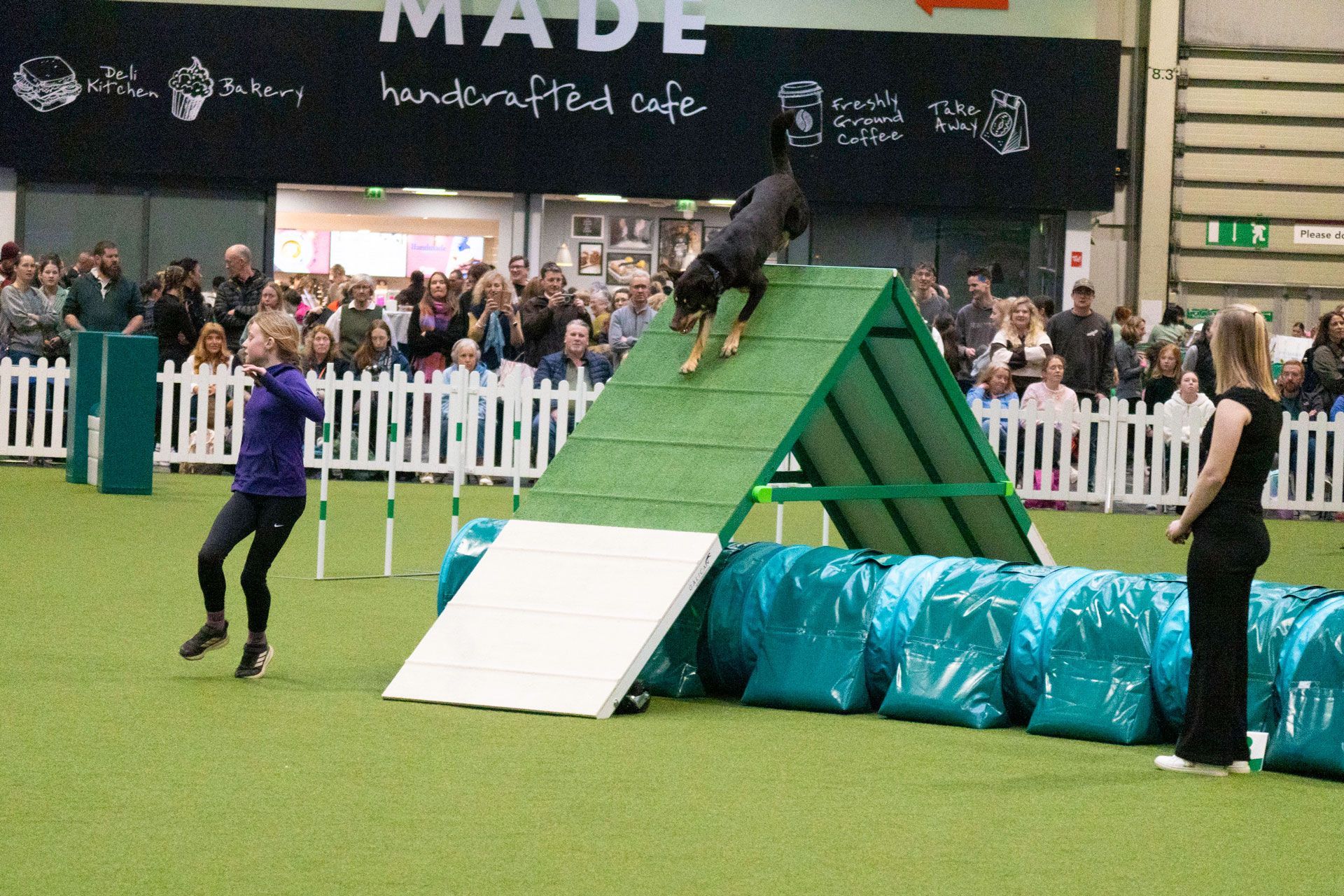 brooke and woody at crufts , woody on the a-frame