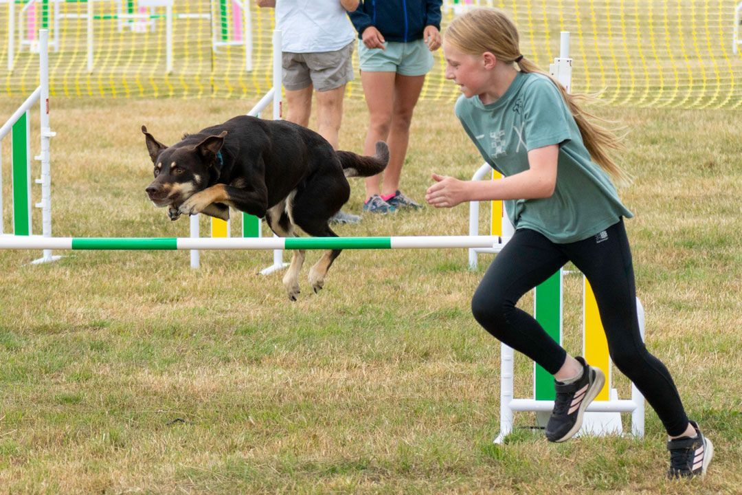 woody going over an agility jump