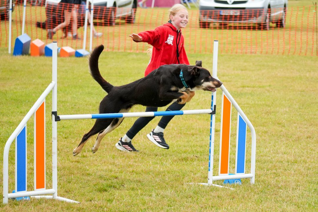 woody going over an agility jump