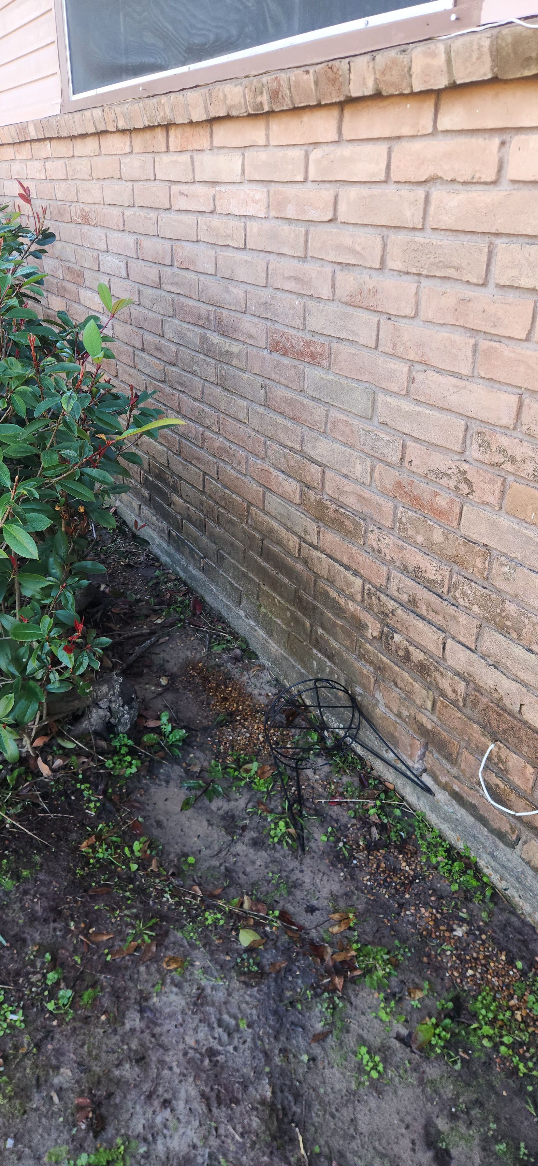 A brick wall with a window and a bush in front of it.