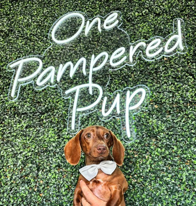 Pampered puppy sales dog grooming