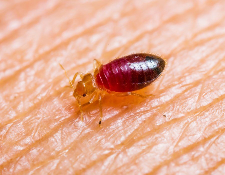 Bugs — Bedbug On Human Skin in Hamilton, NJ