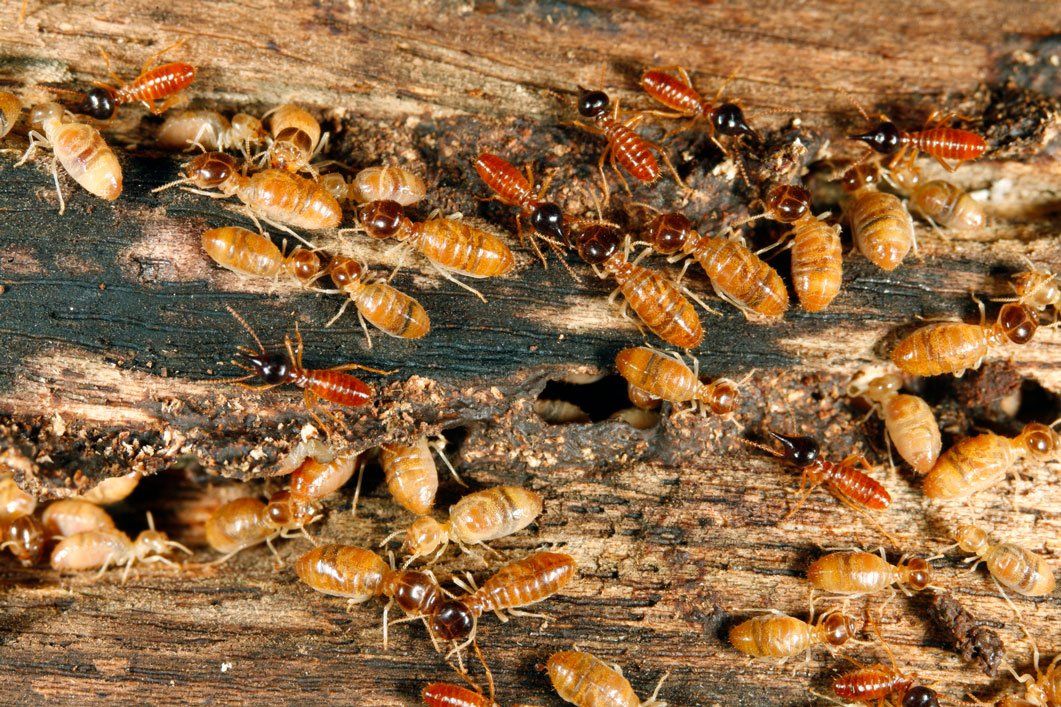 Rates — Wood Damages Caused By Worker Termites in Hamilton, NJ
