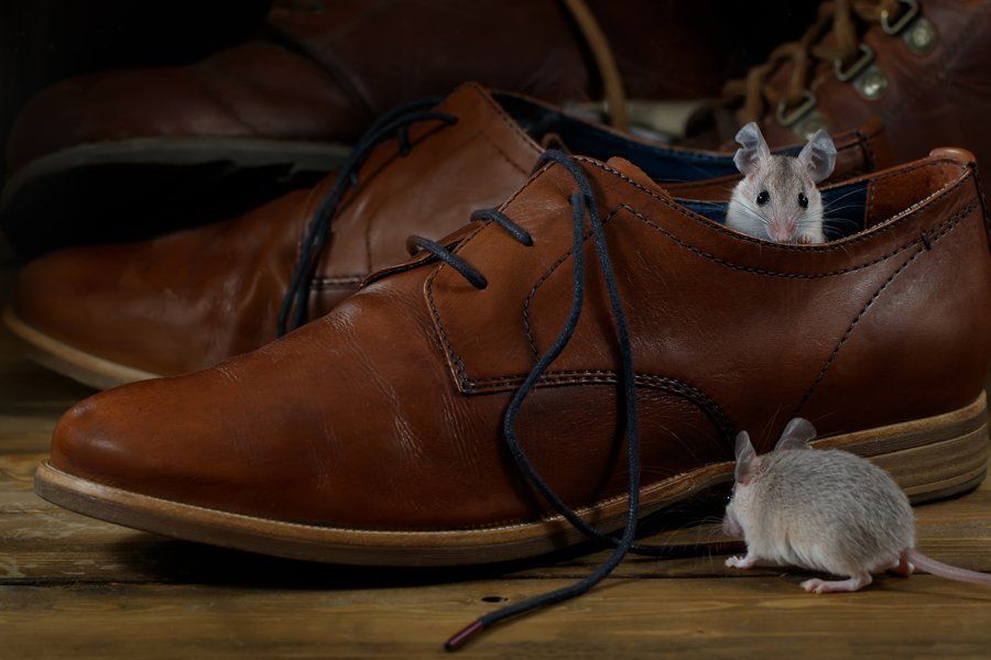 New Jersey — Two Mice And Leather Shoes in Hamilton, NJ