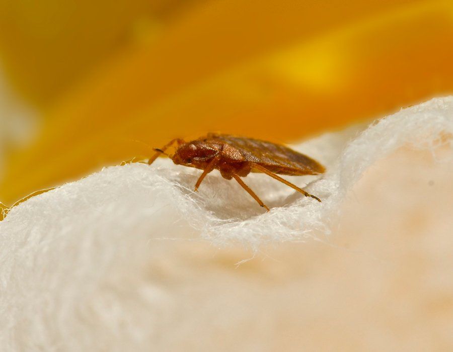 Vermin — Close Up Shot Of Bedbug On Mattress Foam in Hamilton, NJ