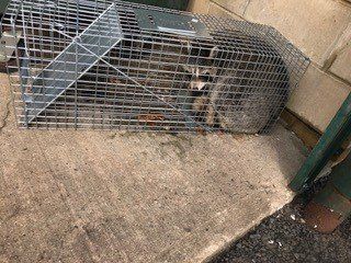 Trapped Raccoon - Pest Control - Pest Blaster NJ