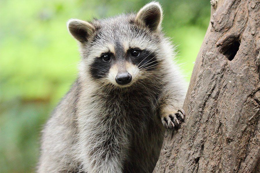 NJ — Raccoon On Tree in Hamilton, NJ