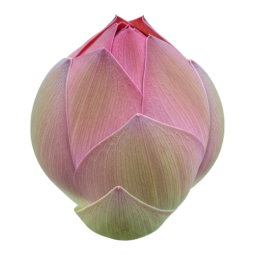 Bourgeon de lotus rose.