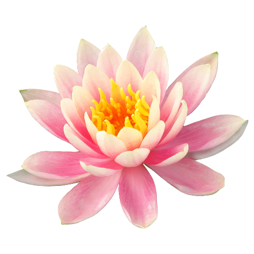 Nénuphar rose et blanc au centre jaune, sur fond blanc.