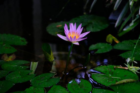 Une femme dans un cours de danse, portant un haut court et un pantalon palazzo, les bras tendus.