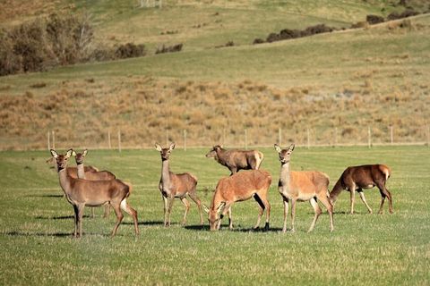 Cervena Red Deer in New Zealand
