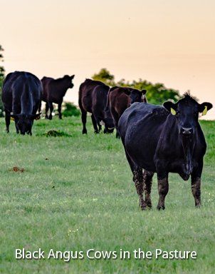How the USDA Grades American Beef - Black Angus Cows