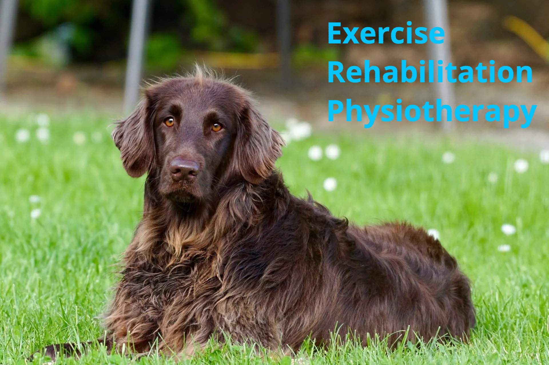 A brown dog is laying in the grass with the words exercise rehabilitation physiotherapy in the background